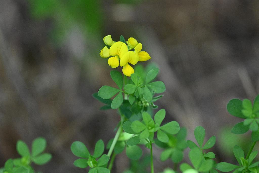 2025-07189662 Broad Meadow Brook, MA.JPG - Birdsfoot Trefoil. Broad Meadow Brook Wildlife Sanctuary, MA, 7-18-2025